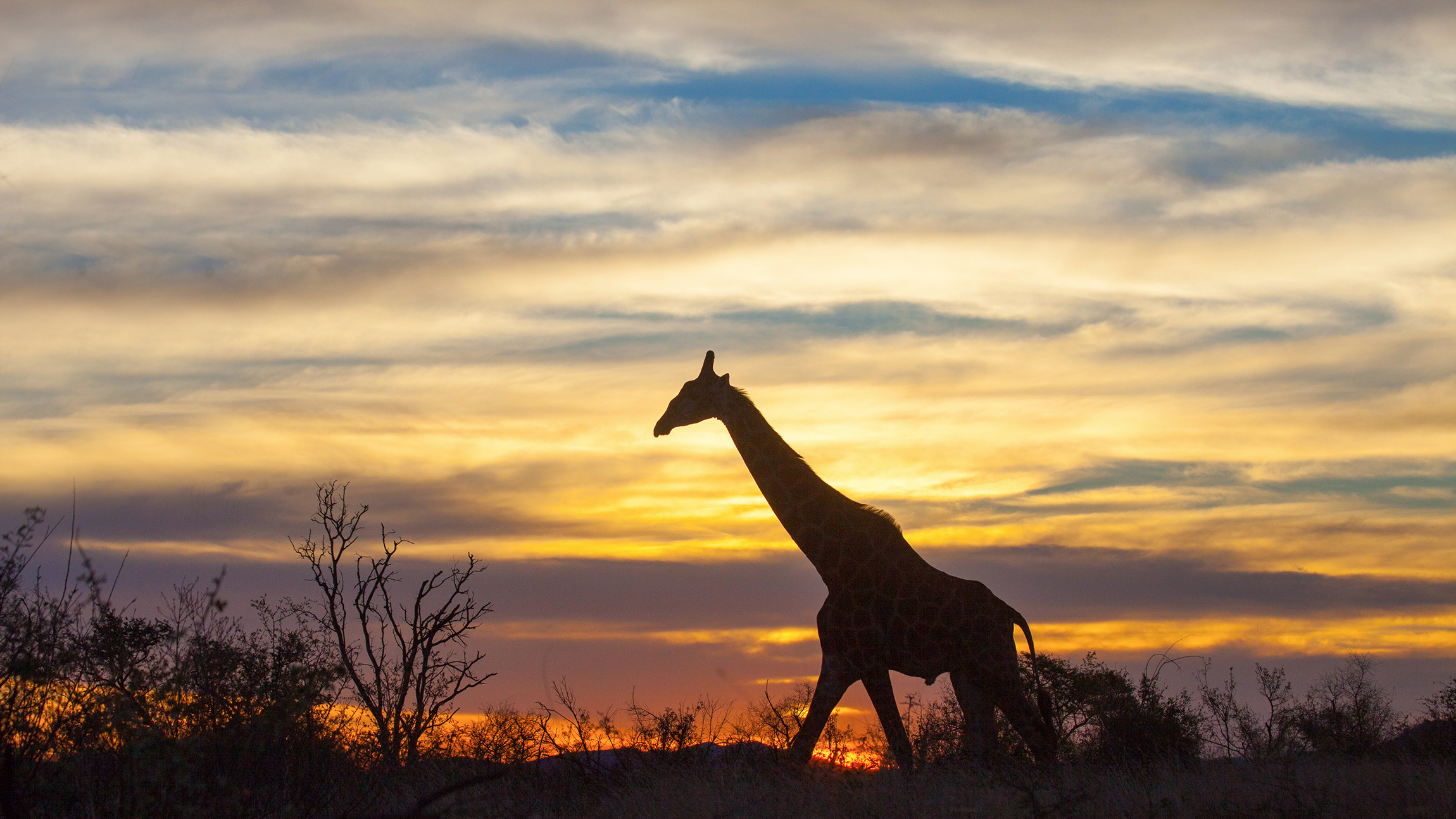 Жираф среди птиц. Кумба Король сафари. Idube photo Safaris Kevin Dooley.